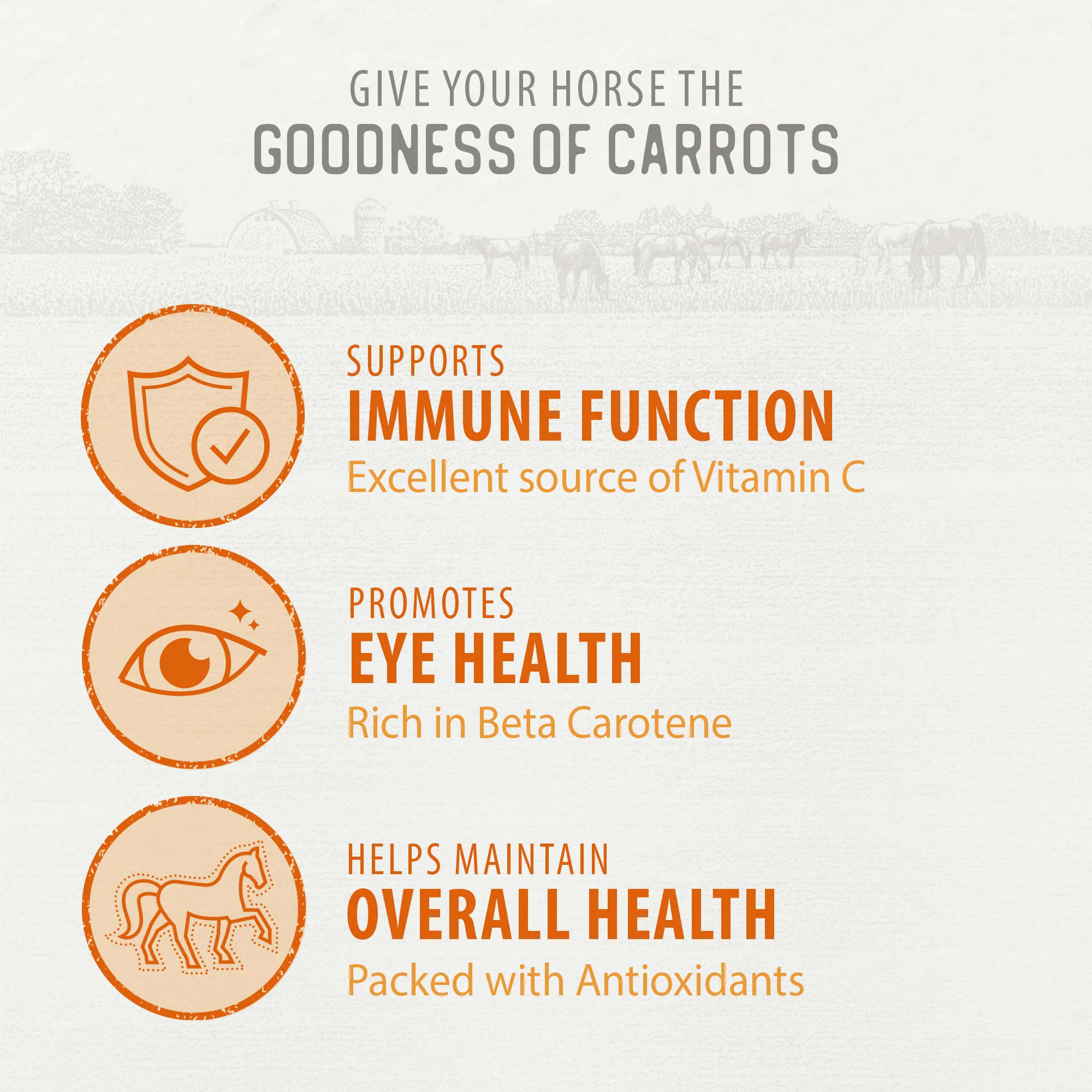 Carrot Slices Horse Treats - Image 4